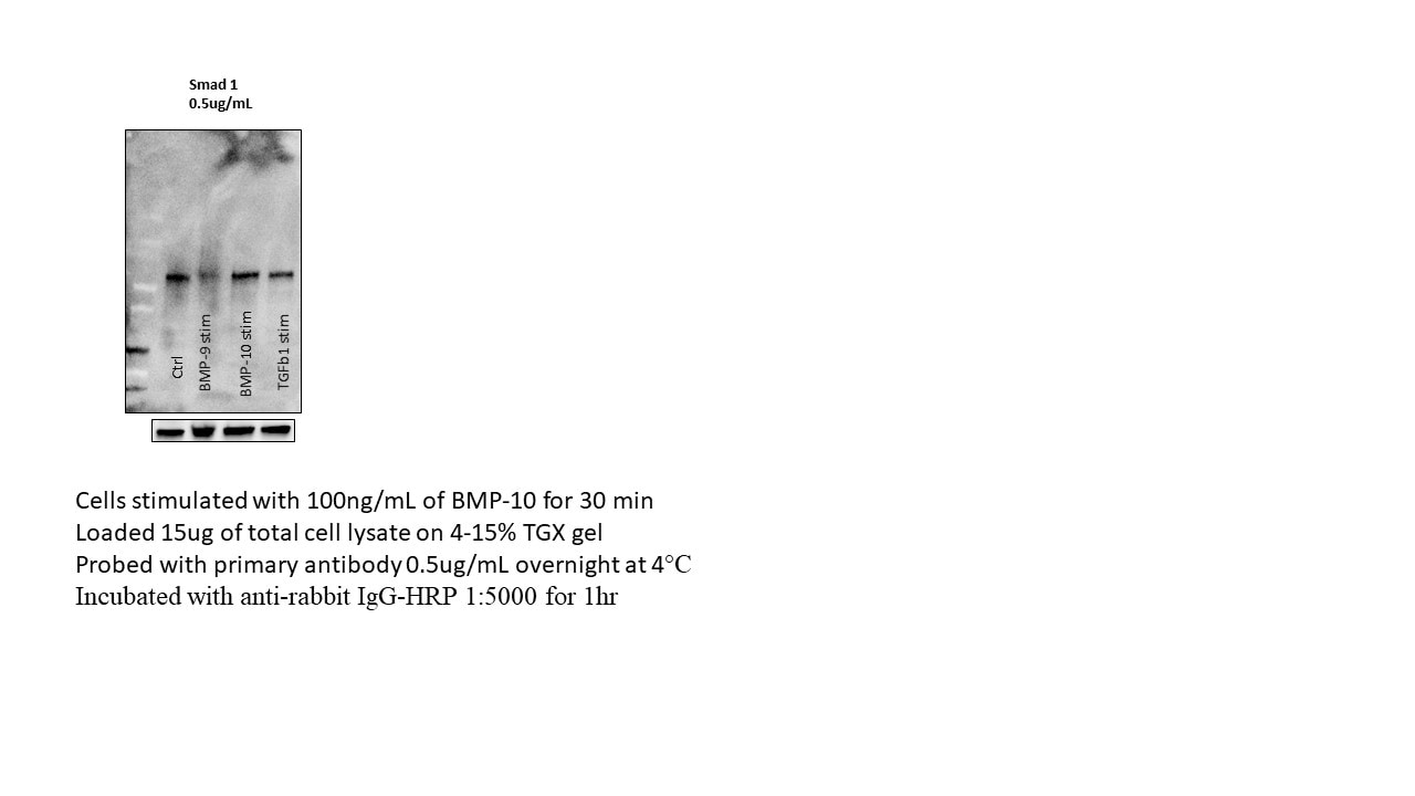 Recombinant Human BMP-10 Protein 2926-BP
