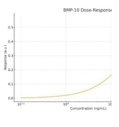 Recombinant Human BMP-10 Protein 2926-BP