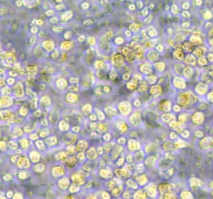 Recombinant Human VEGF 165 Protein 293-VE