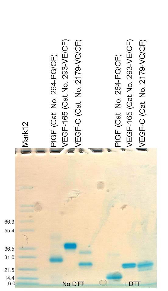 Recombinant Human VEGF 165 Protein 293-VE