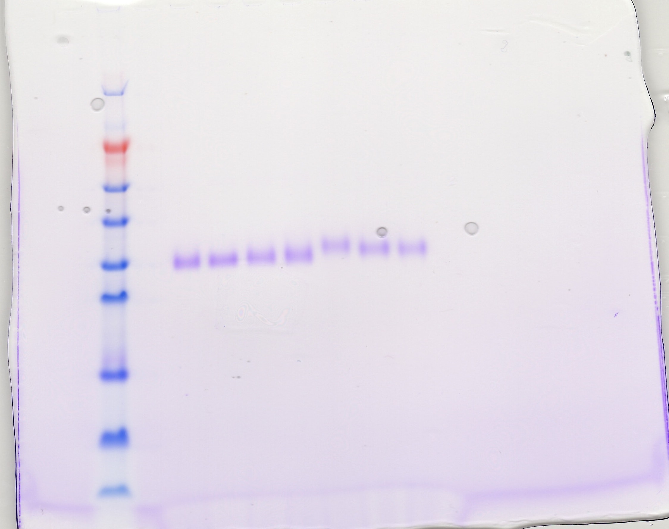Recombinant Human VEGF 165 Protein 293-VE