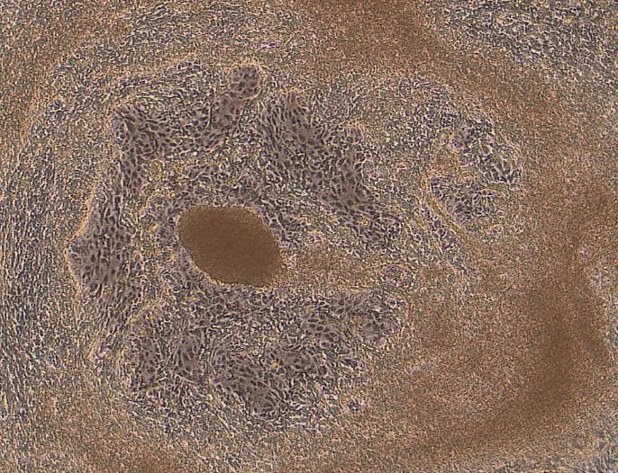 Recombinant Human VEGF 165 Protein 293-VE