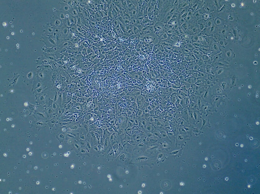 Recombinant Human VEGF 165 Protein 293-VE