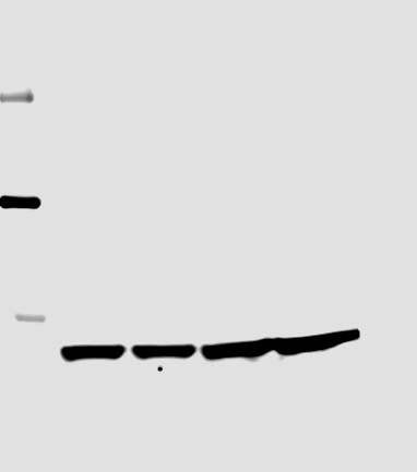 Recombinant Human HGF Protein 294-HG