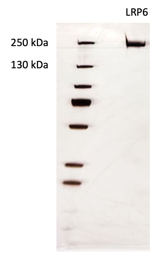Recombinant Mouse LRP-6 His Tagged Protein, CF 2960-LR