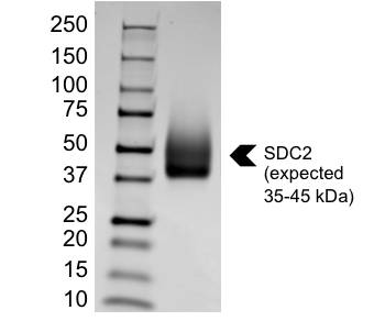 Recombinant Human Syndecan-2/CD362 Protein, CF 2965-SD