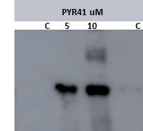 PYR 41 2978