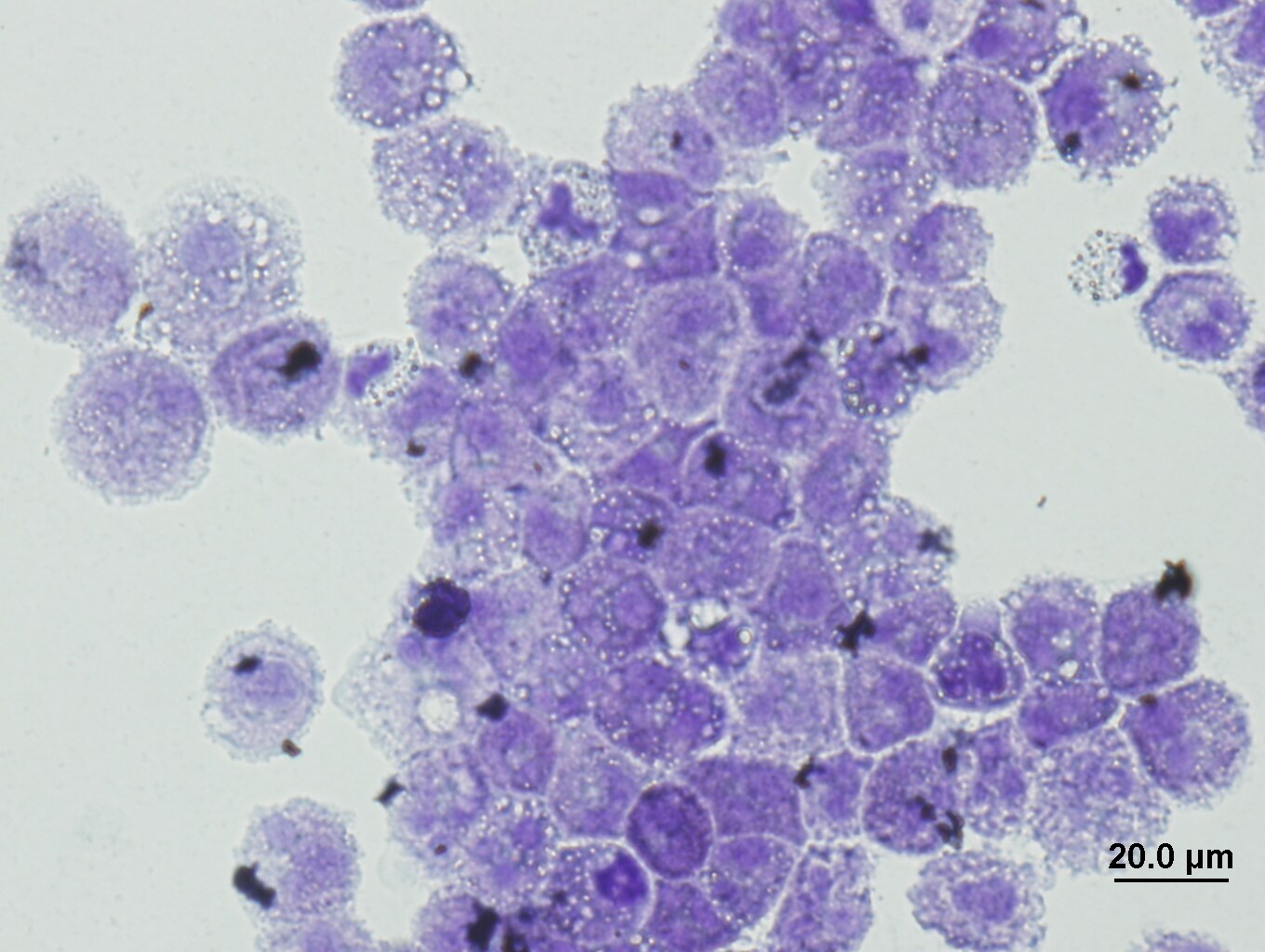 Recombinant Human Flt-3 Ligand/FLT3L Protein 308-FK