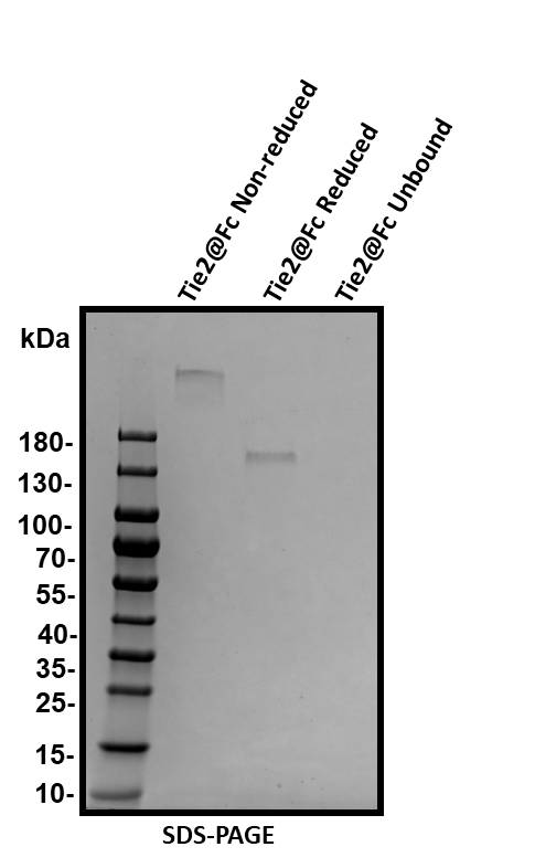 Recombinant Human Tie-2 Fc Chimera Protein, CF 313-TI