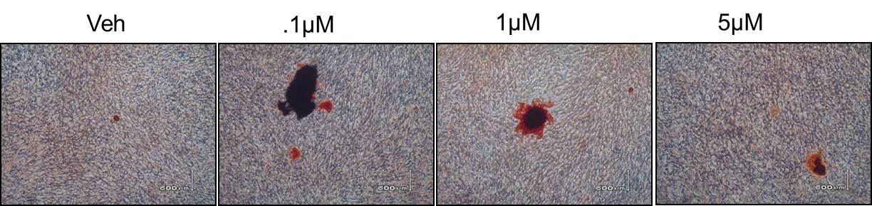 Recombinant Human BMP-4 Protein 314-BP