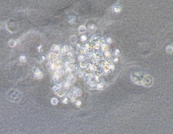 Recombinant Human BMP-4 Protein 314-BP