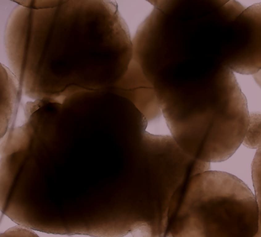 Recombinant Human BMP-4 Protein 314-BP