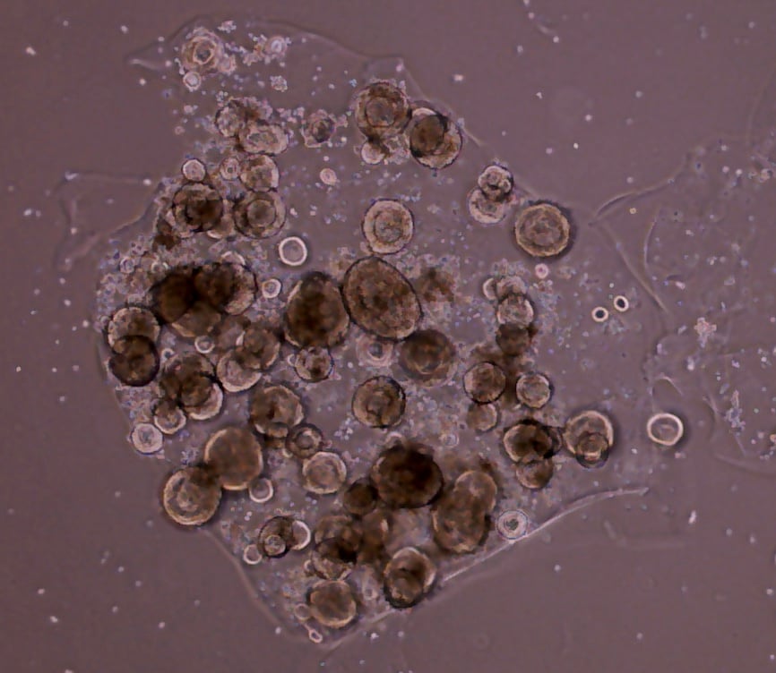 Recombinant Human BMP-4 Protein 314-BP