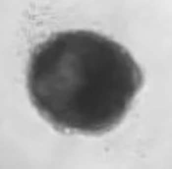 Recombinant Human BMP-4 Protein 314-BP