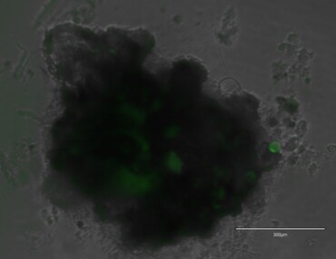 Recombinant Human BMP-4 Protein 314-BP