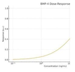 Recombinant Human BMP-4 Protein 314-BP