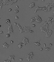 HEPES Sodium salt 3174