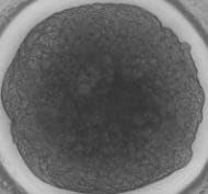 DMSO, sterile filtered 3176