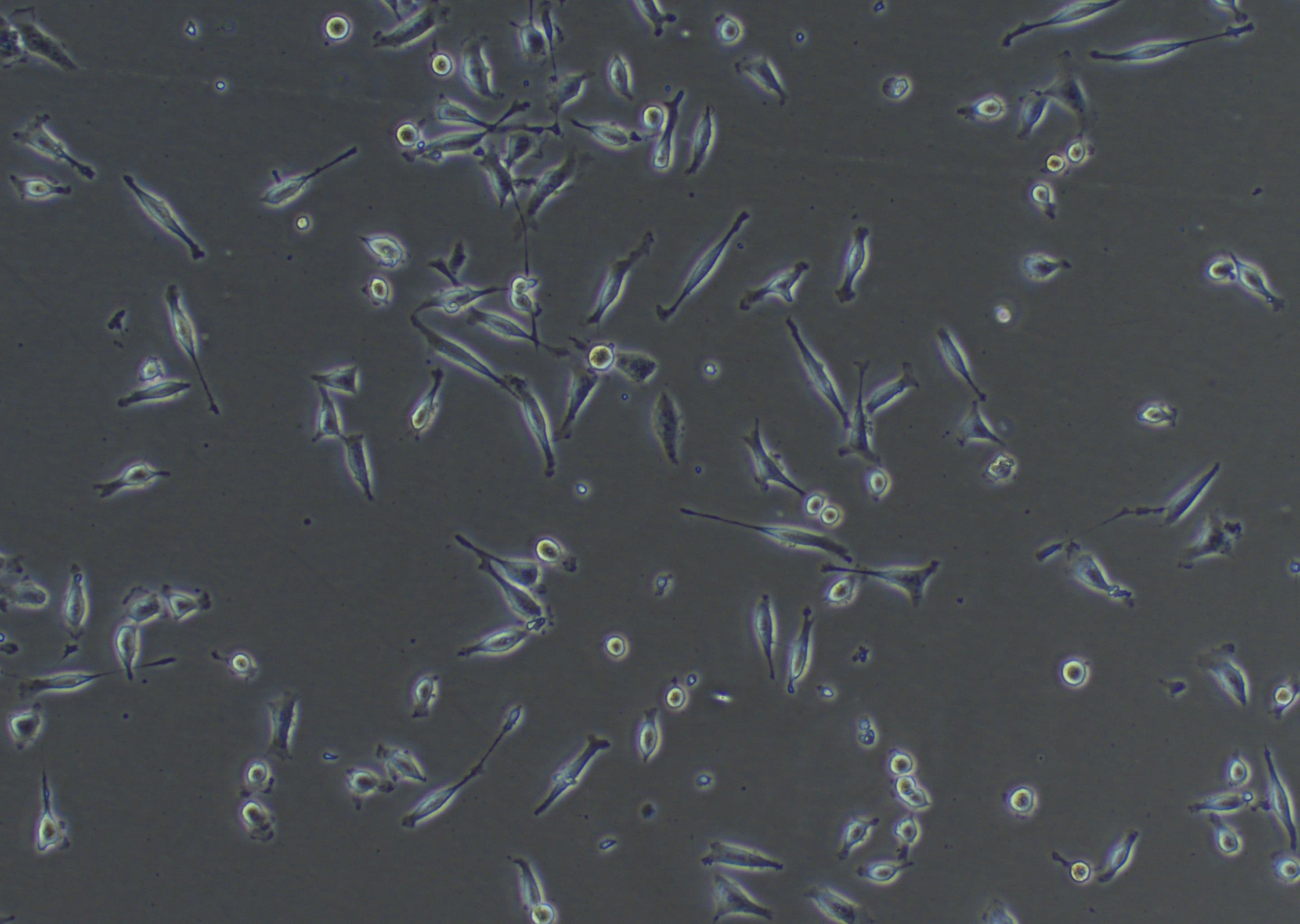 DMSO, sterile filtered 3176