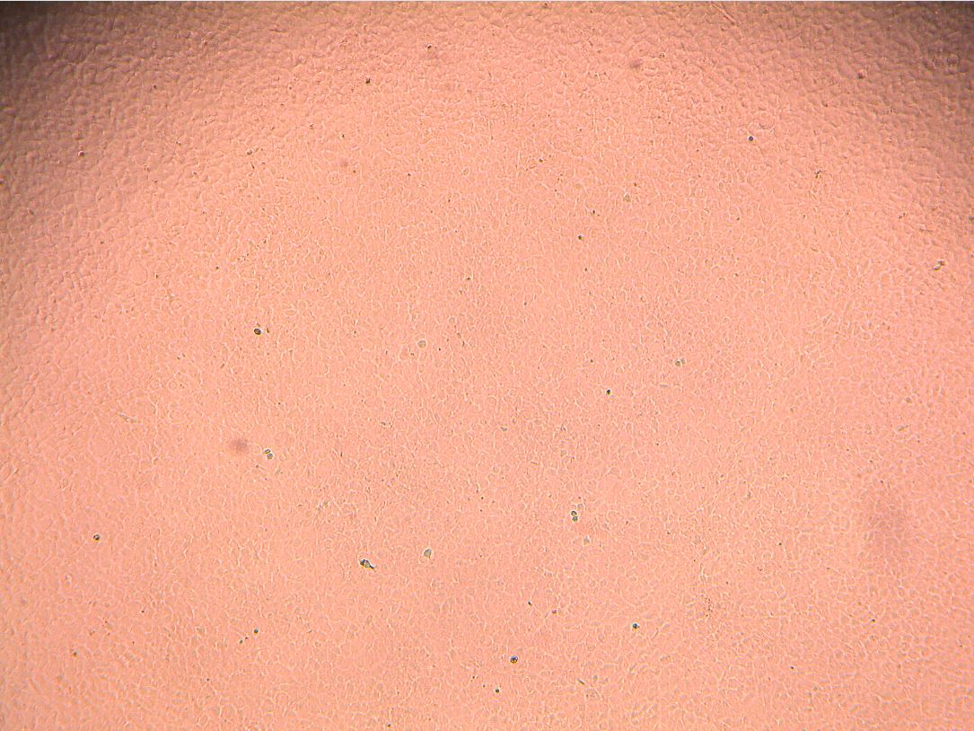 Recombinant Human BMP-9 Protein 3209-BP