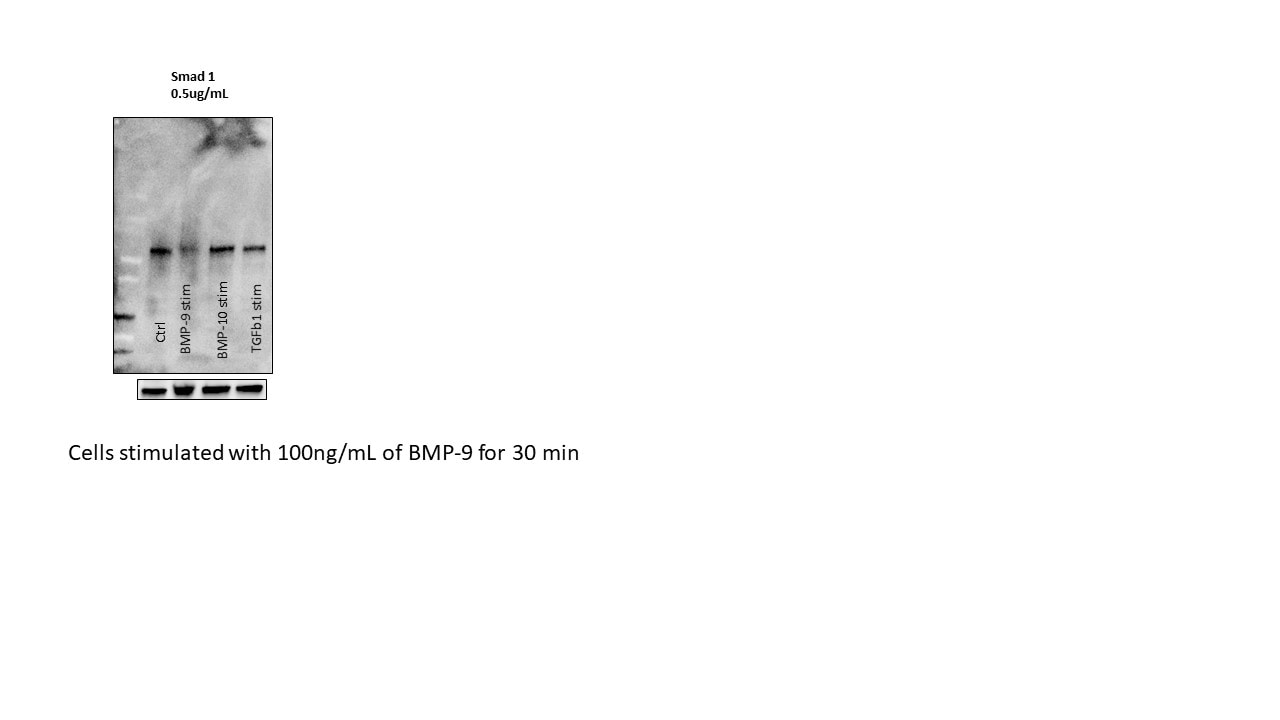 Recombinant Human BMP-9 Protein 3209-BP