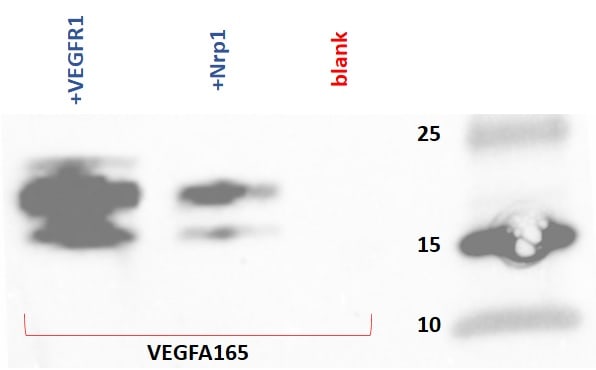 Recombinant Human VEGFR1/Flt-1 Fc Chimera Protein 321-FL
