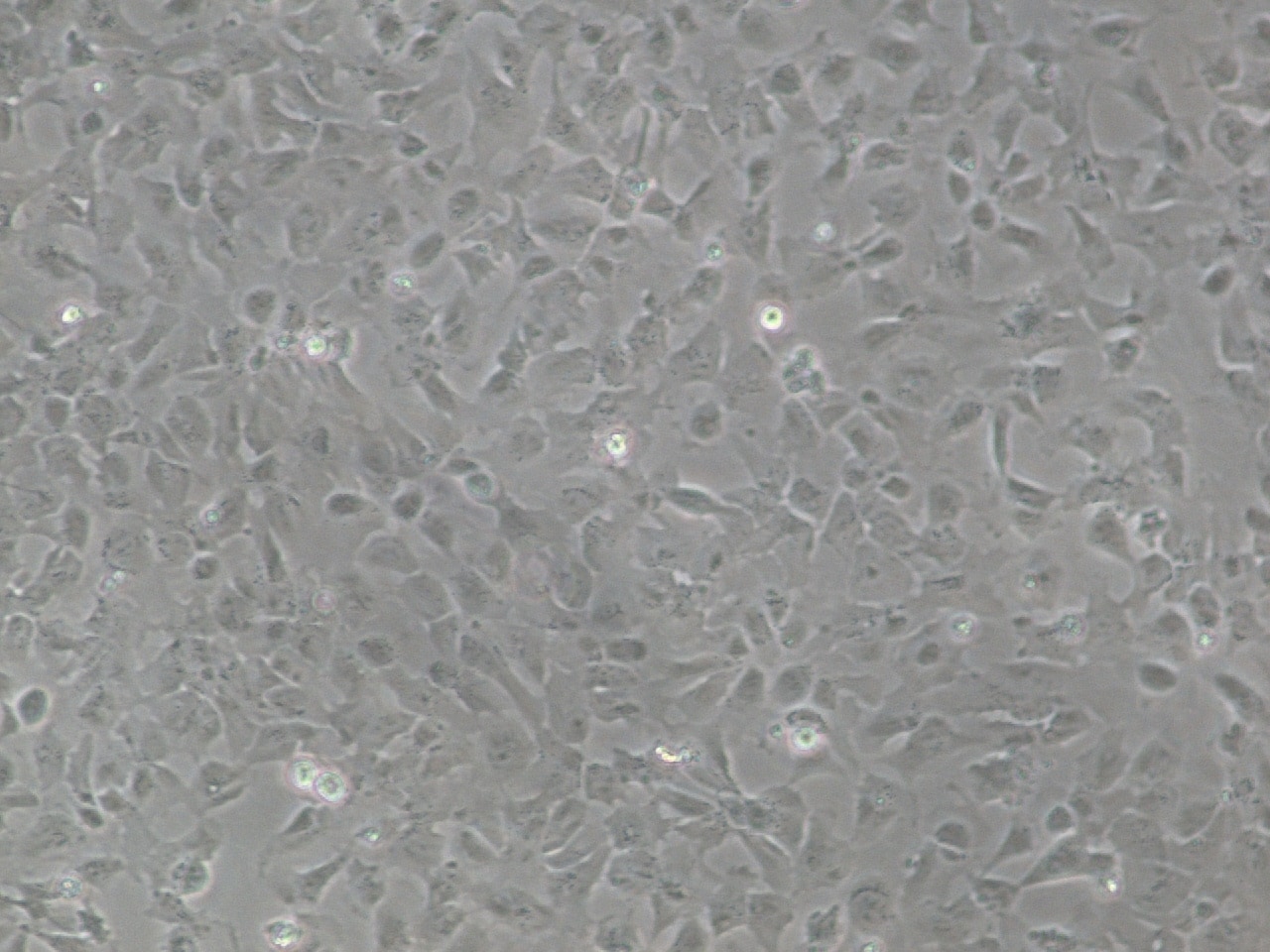 Recombinant Human Nodal Protein 3218-ND