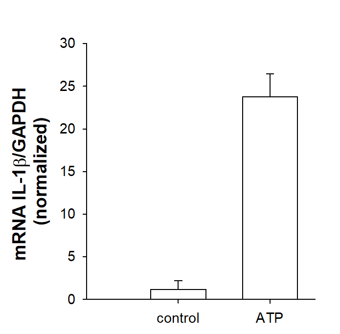 ATP disodium salt 3245
