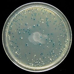 Thiostrepton 3267
