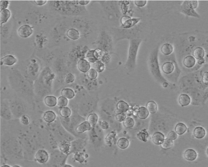 Recombinant Human Tenascin C Protein, CF 3358-TC