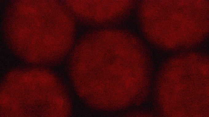 Recombinant Human/Mouse/Rat Activin A Protein 338-AC