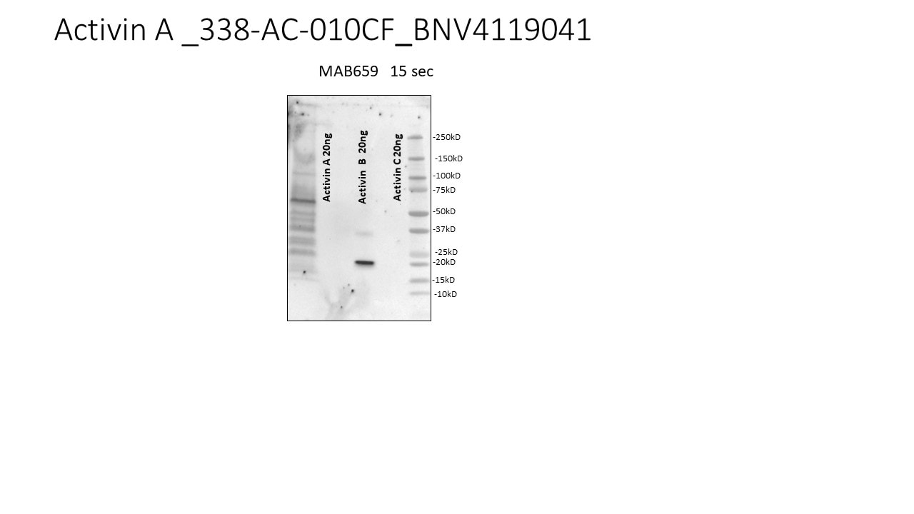 Recombinant Human/Mouse/Rat Activin A Protein 338-AC