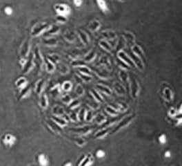 Recombinant Human/Mouse/Rat Activin A Protein 338-AC