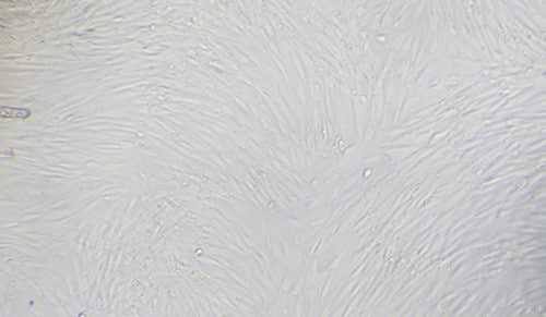 Cultrex Poly-L-Lysine 3438-200-01
