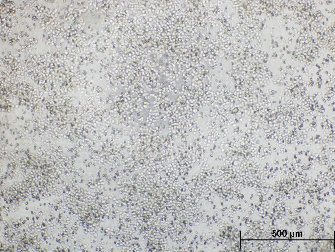 Cultrex Cell Migration Assay 3465-096-K