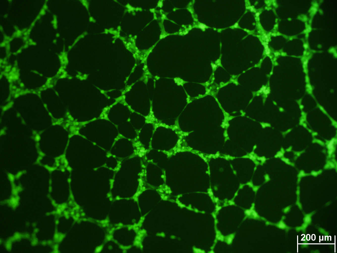 Cultrex In Vitro Angiogenesis Assay (Tube Formation) 3470-096-K