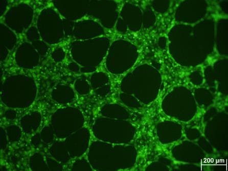Cultrex In Vitro Angiogenesis Assay (Tube Formation) 3470-096-K