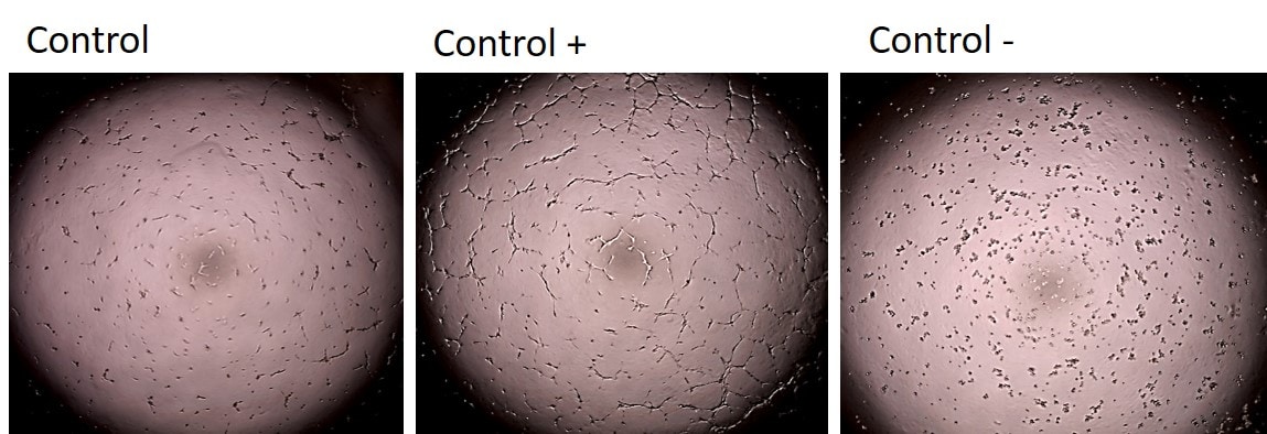Cultrex In Vitro Angiogenesis Assay (Tube Formation) 3470-096-K