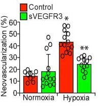 Recombinant Human VEGFR3/Flt-4 Fc Chimera Protein, CF 349-F4