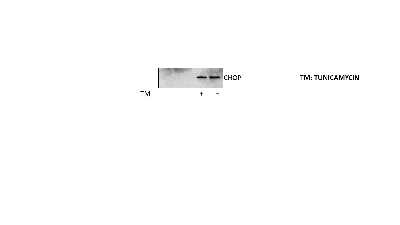 Tunicamycin 3516