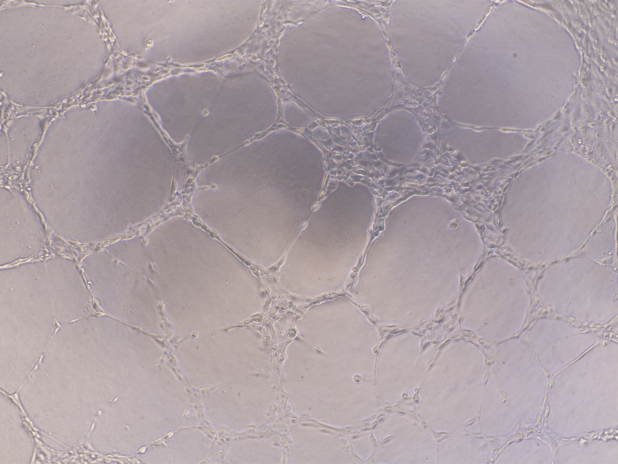 Cultrex Reduced Growth Factor Basement Membrane Extract, Type 2, Pathclear 3533-010-02