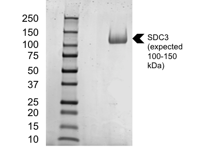 Recombinant Human Syndecan-3 Protein, CF 3539-SD