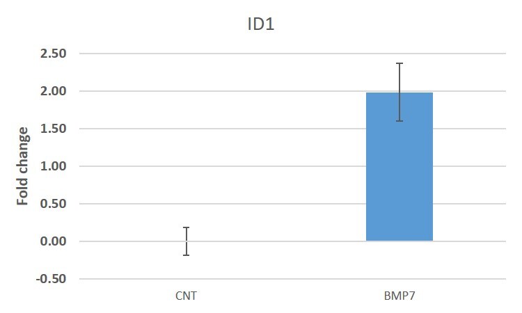 Recombinant Human BMP-7 Protein 354-BP