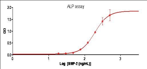 Recombinant Human/Mouse/Rat BMP-2 Protein 355-BM