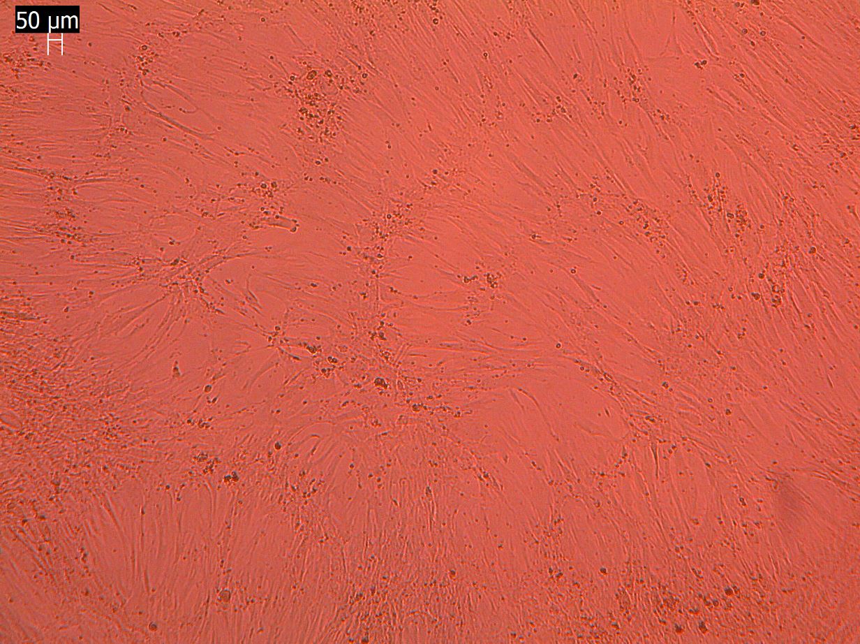 Recombinant Human/Mouse/Rat BMP-2 Protein 355-BM