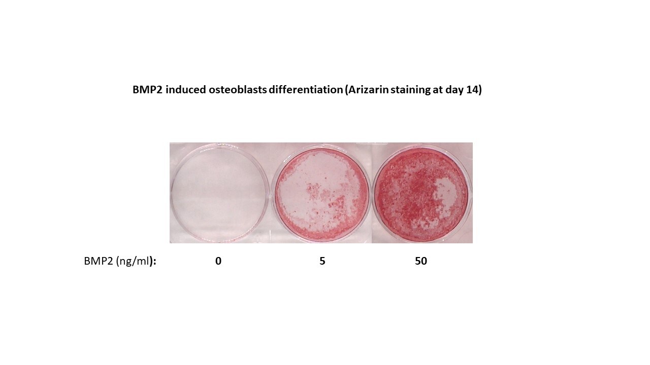 Recombinant Human/Mouse/Rat BMP-2 Protein 355-BM