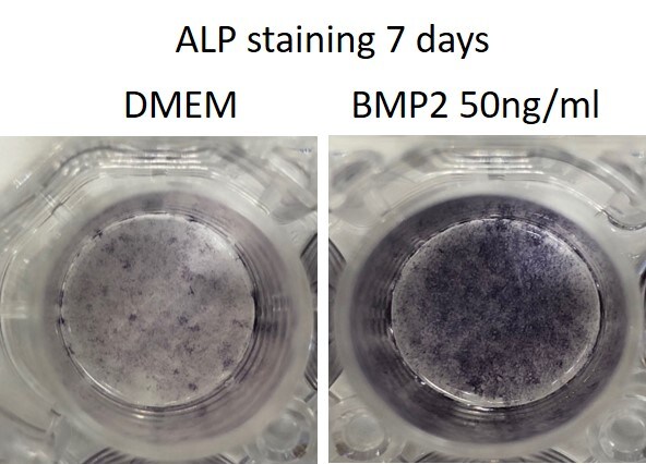 Recombinant Human/Mouse/Rat BMP-2 Protein 355-BM