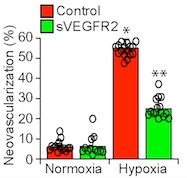 Recombinant Human VEGFR2/KDR Fc Chimera Protein 357-KD