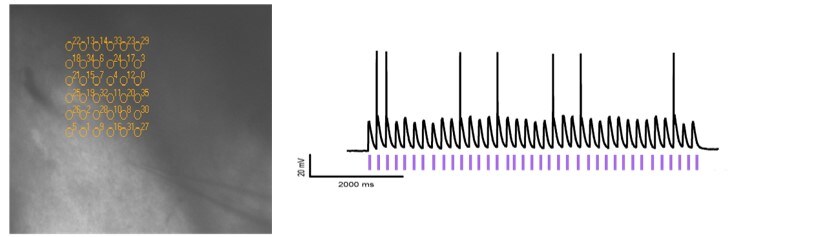 RuBi-Glutamate 3574