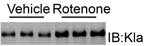 Rotenone 3616